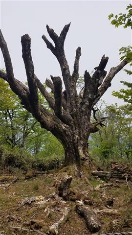 大座礼山往復登山ツアー