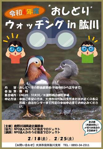 おしどりウォッチングin肱川開催!