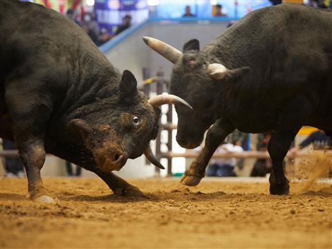 宇和島定期闘牛大会5月場所