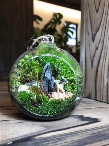 癒しのインテリア 苔テラリウム