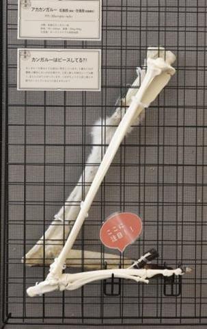 特別講演会「骨のかたちは進化の証」