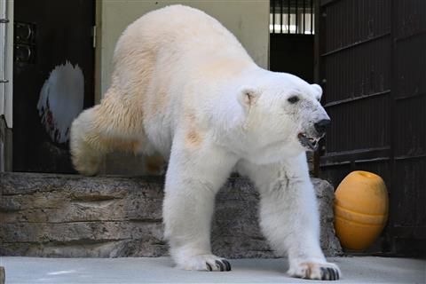 開園前の特別ガイド「サンライZOO」モーニングツアー