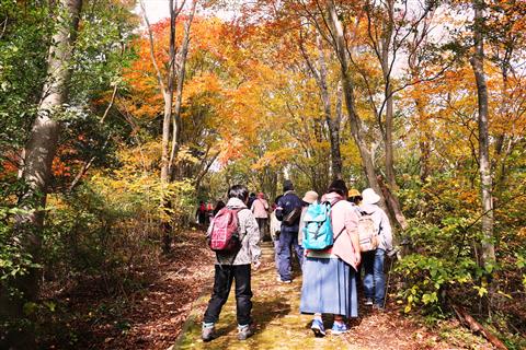 エコツアー 希少種・オオキトンボの産卵観察とブナの森・高縄山散策