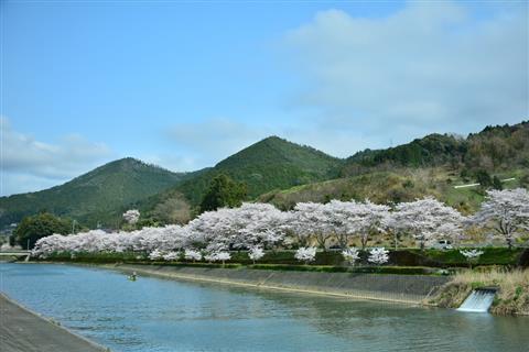 E-BIKEで行く！桜サイクリングツアー 宇和明間編