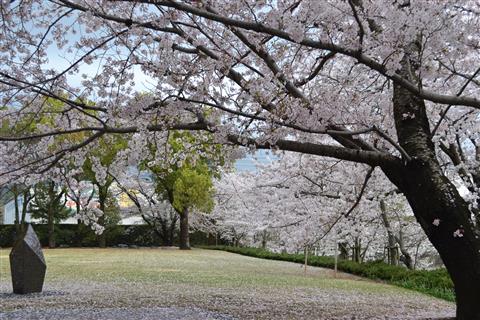 《特別イベント》ふれあい桜ウィーク