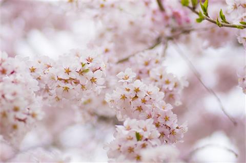 桜しおかぜウォーク！