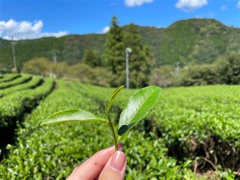 茶摘みと俳句を楽しむ新緑の松野 予土まち散走ツアー