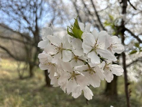 企画展「ようこそゲノムワールドへ」関連イベント「サクラの開花時期を予測しよう」
