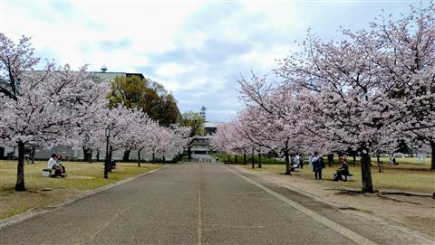 松山城山公園（堀之内地区）夜桜の夕べ