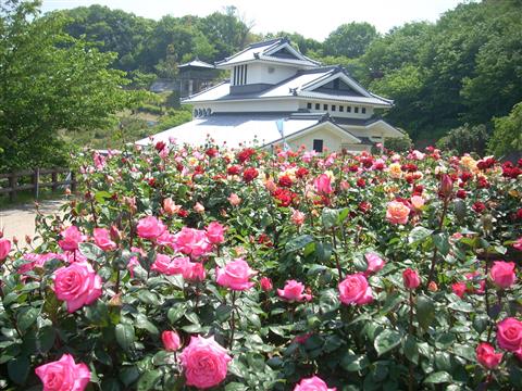 第32回　かわら館フェスタ2026　～バラまつり～
