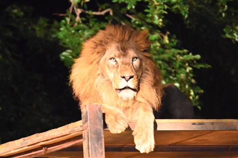 とべ動物園　夜の動物園