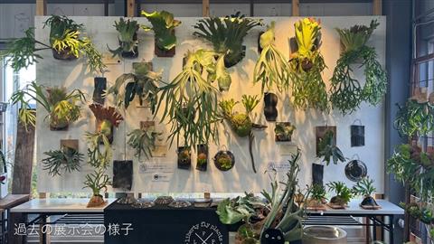 ビカクシダ大展示会 | イマナニのイベント情報